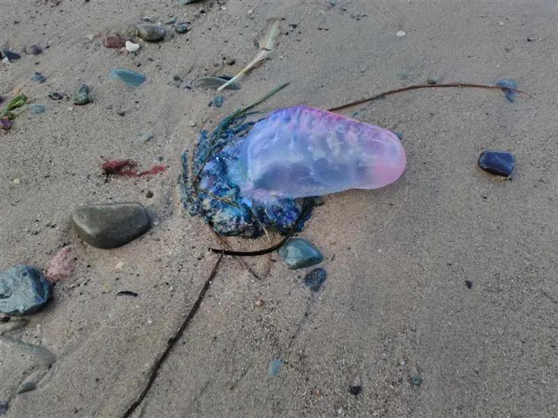Portuguese Man O'War © David Pitcher